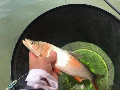 娱乐吃瓜酱钓鱼视频